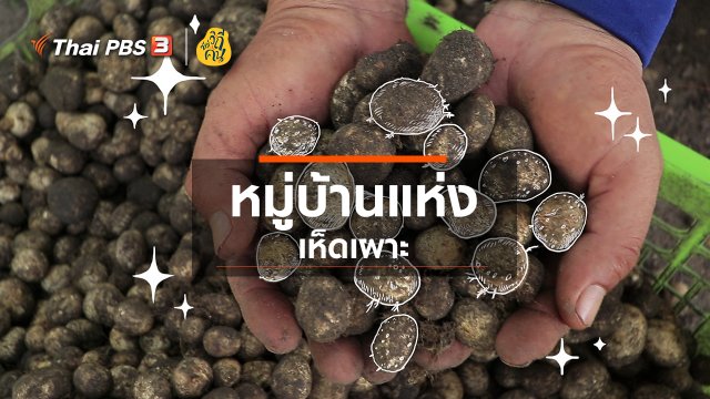 หมู่บ้านแห่ง "เห็ดเผาะ"