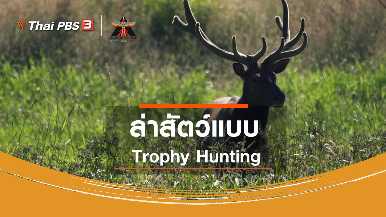 A Life on the Road ถนน คน ชีวิต - เรื่องเล่าการเดินทาง : ล่าสัตว์แบบ Trophy Hunting