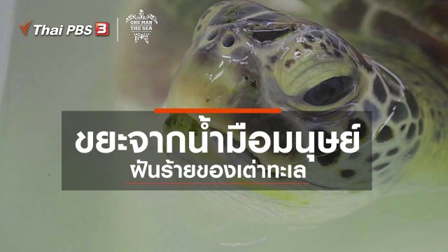 ขยะจากน้ำมือมนุษย์ ฝันร้ายของเต่าทะเล