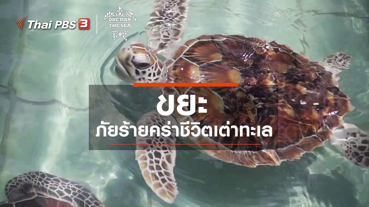 One Man And The Sea หนึ่งคนว่าย หลายคนช่วย - ขยะ ภัยร้ายคร่าชีวิตเต่าทะเล