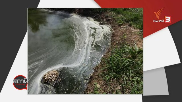 สถานีร้องเรียน : ชาวสวนปาล์มร้อง โรงงานปล่อยน้ำเสีย จ.ตรัง