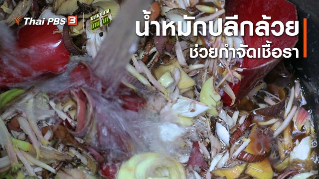 สูตรลับฉบับบ้านนา : การทำน้ำหมักปลีกล้วย