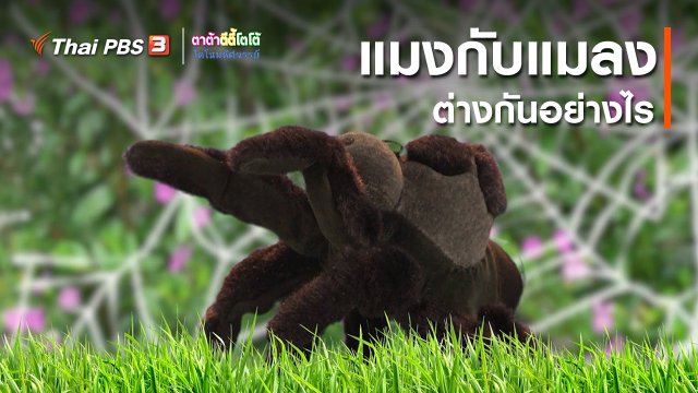 เกร็ดน่ารู้กับตาต้าตีตี้โตโต้ : แมงกับแมลงต่างกันอย่างไร
