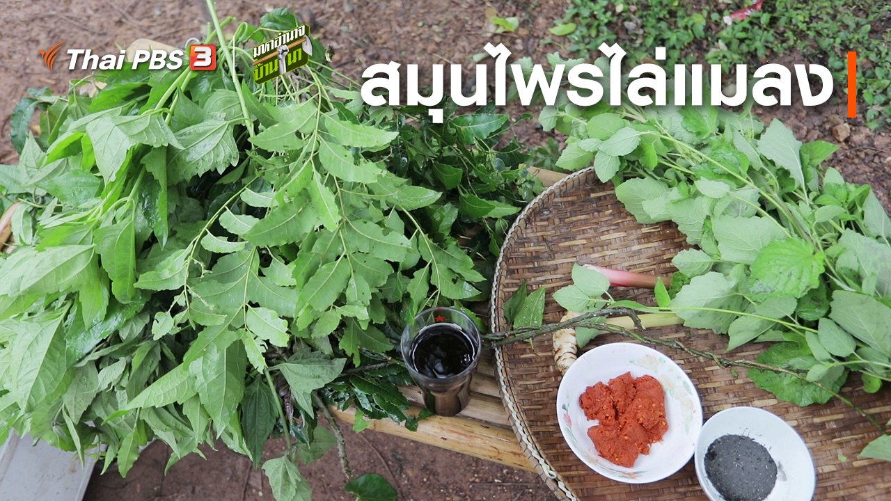 มหาอำนาจบ้านนา - สูตรลับฉบับบ้านนา : สมุนไพรไล่แมลง
