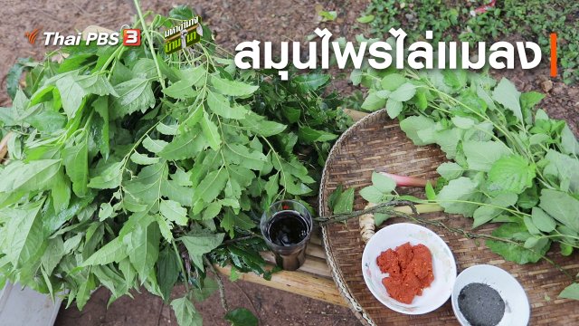 สูตรลับฉบับบ้านนา : สมุนไพรไล่แมลง