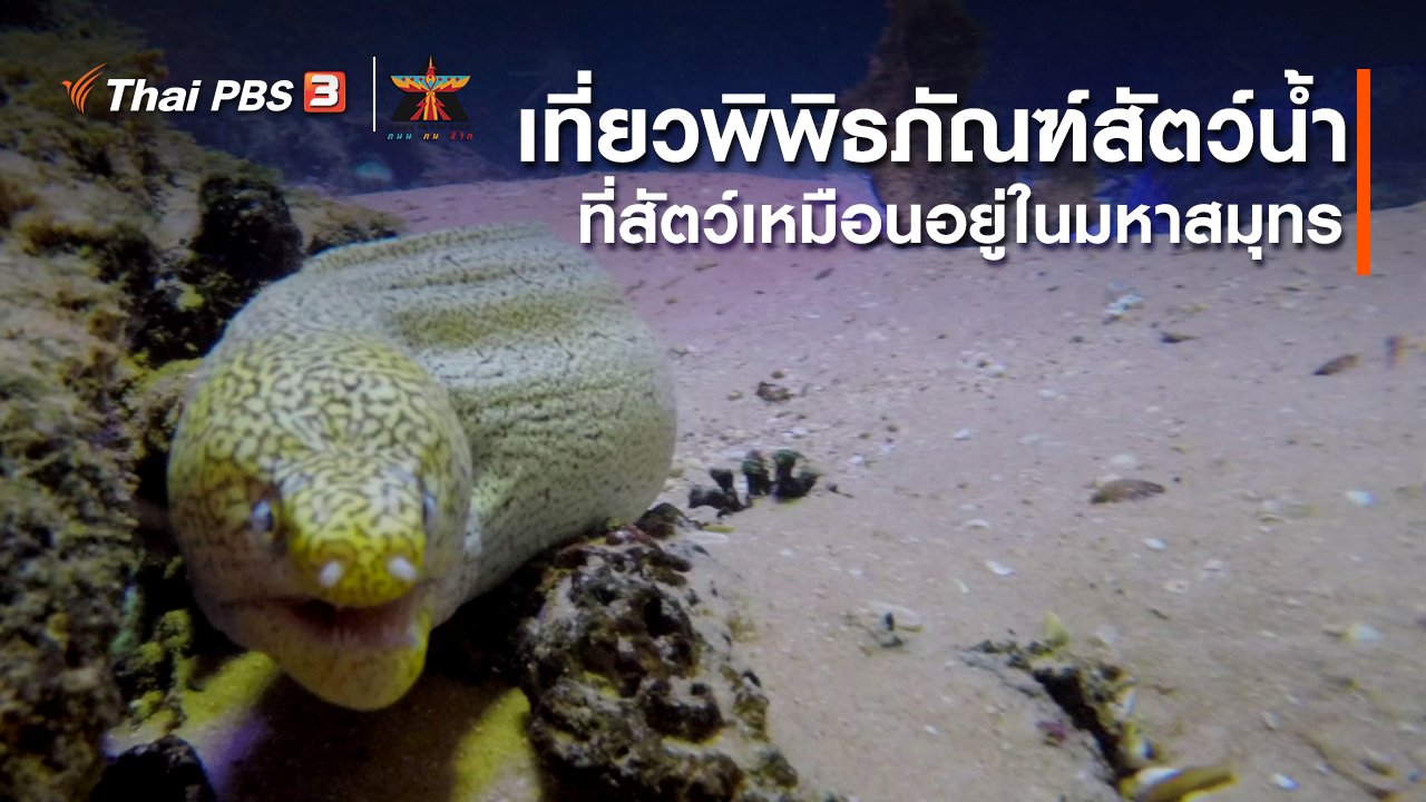 A Life on the Road ถนน คน ชีวิต - เรื่องเล่าการเดินทาง : เที่ยวพิพิธภัณฑ์สัตว์น้ำ ที่เหมือนสัตว์อยู่ในมหาสมุทร