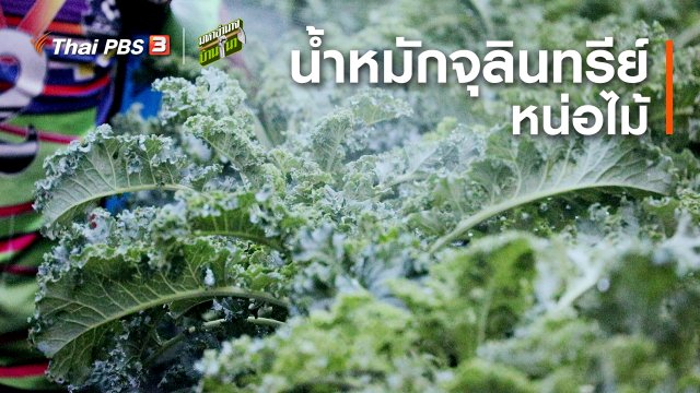 สูตรลับฉบับบ้านนา : น้ำหมักจุลินทรีย์หน่อไม้