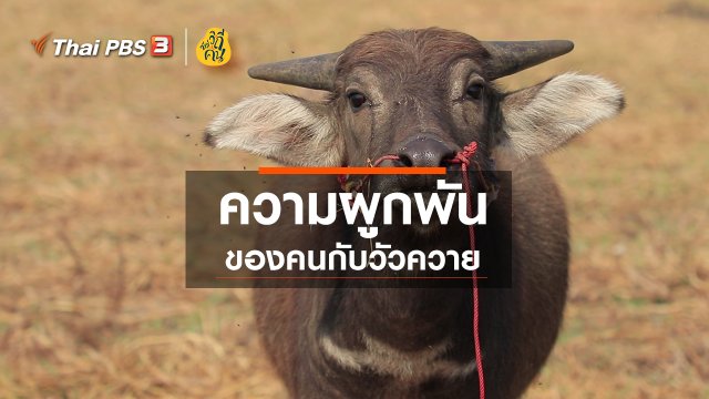 ​ความผูกพันของคนกับวัวควาย