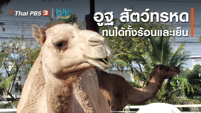 คิดส์เรียนรู้ : อูฐ สัตว์ทรหด ทนได้ทั้งร้อนและเย็น