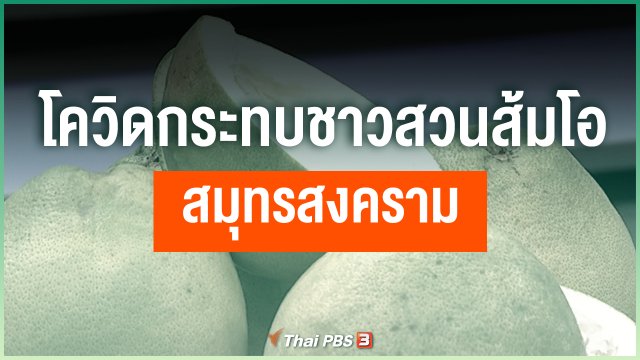 โควิดกระทบชาวสวนส้มโอสมุทรสงคราม