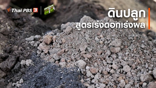 สูตรลับฉบับบ้านนา : ดินปลูกสูตรเร่งดอกเร่งผล