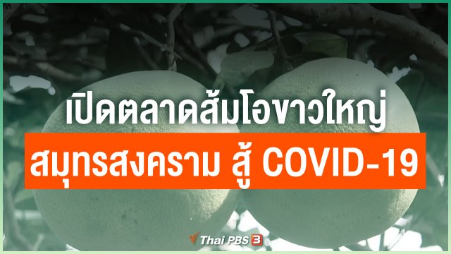 เปิดตลาดส้มโอขาวใหญ่สมุทรสงคราม สู้ COVID-19