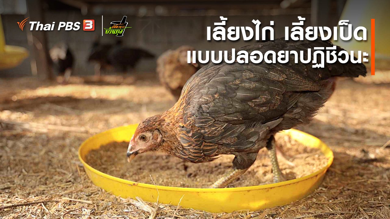ภัตตาคารบ้านทุ่ง - คลิปบ้านทุ่ง : เลี้ยงไก่-เลี้ยงเป็ดแบบปลอดยาปฏิชีวนะ