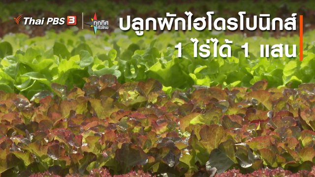 ปลูกผักไฮโดรโปนิกส์ 1 ไร่ได้ 1 แสน
