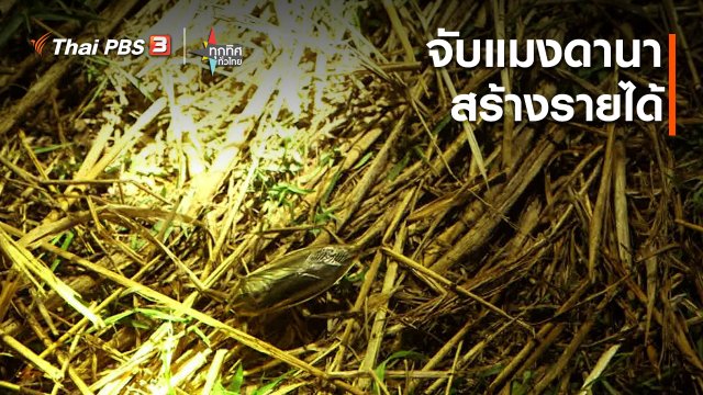 จับแมงดานาสร้างรายได้ จ.นครราชสีมา