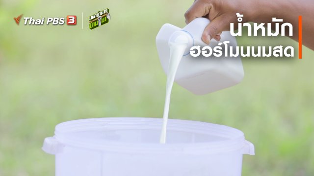 สูตรลับฉบับบ้านนา : น้ำหมักฮอร์โมนนมสด