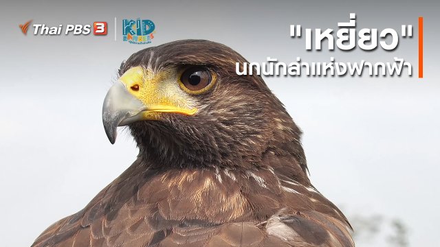 คิดส์เรียนรู้ : "เหยี่ยว" นกนักล่าแห่งฟากฟ้า