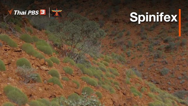 เรื่องเล่าการเดินทาง : Spinifex