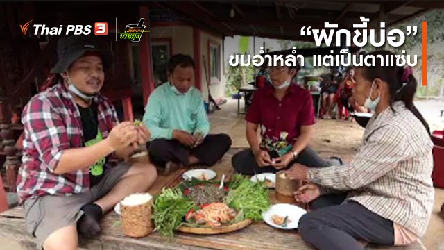 คลิปบ้านทุ่ง : “ผักขี้บ่อ” ขมอ่ำหล่ำ แต่เป็นตาแซ่บ