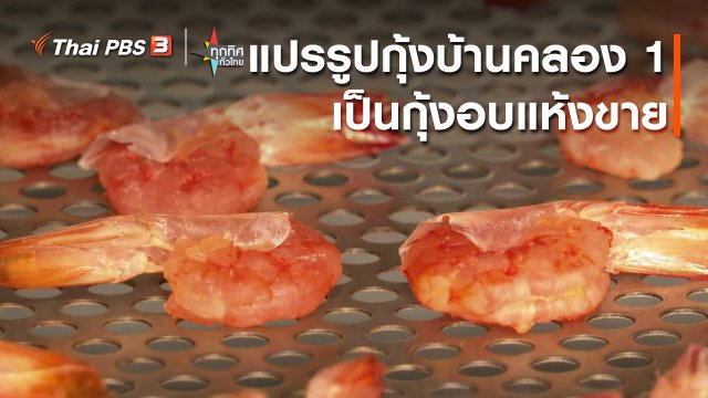 อาชีพทั่วไทย : แปรรูปกุ้งบ้านคลอง 1 เป็นกุ้งอบแห้งขาย