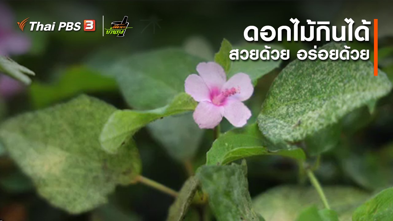 ภัตตาคารบ้านทุ่ง - คลิปบ้านทุ่ง : ดอกไม้กินได้ สวยด้วย อร่อยด้วย