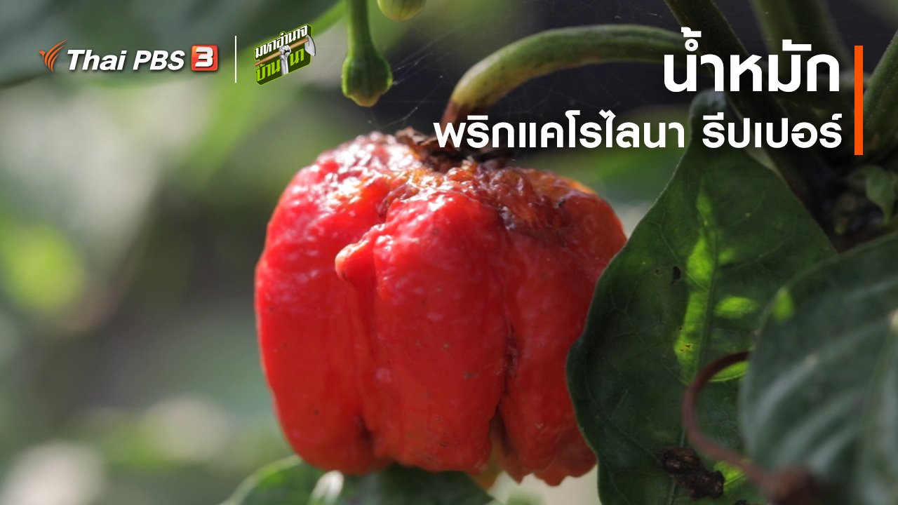 มหาอำนาจบ้านนา - สูตรลับฉบับบ้านนา : น้ำหมักพริกแคโรไลนา รีปเปอร์