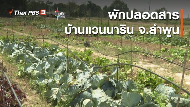 ​อาชีพทั่วไทย : ผักปลอดสารบ้านแวนนาริน จ.ลำพูน