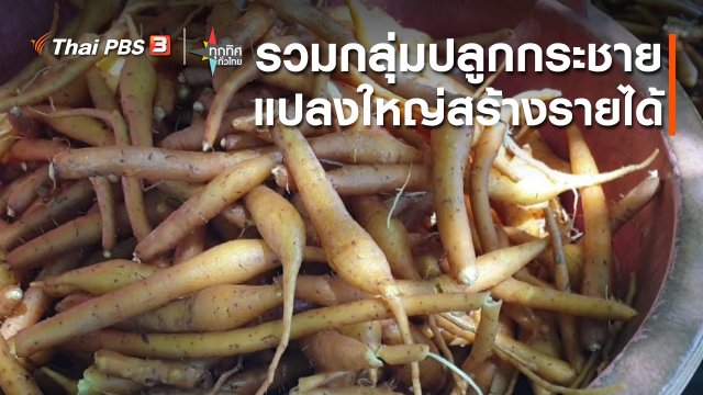 อาชีพทั่วไทย : รวมกลุ่มปลูกกระชายแปลงใหญ่สร้างรายได้