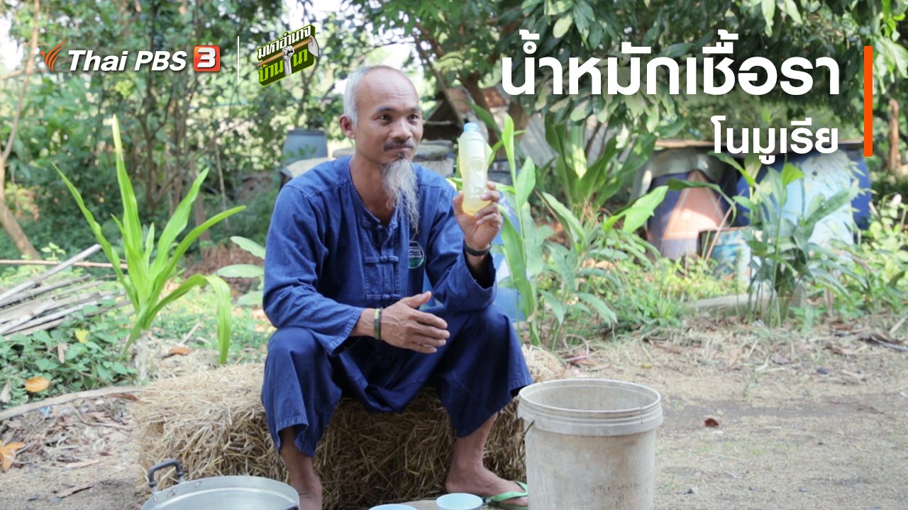 มหาอำนาจบ้านนา - สูตรลับฉบับบ้านนา : น้ำหมักเชื้อราโนมูเรีย