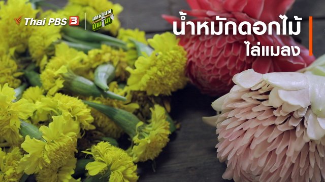 สูตรลับฉบับบ้านนา : น้ำหมักดอกไม้ไล่แมลง