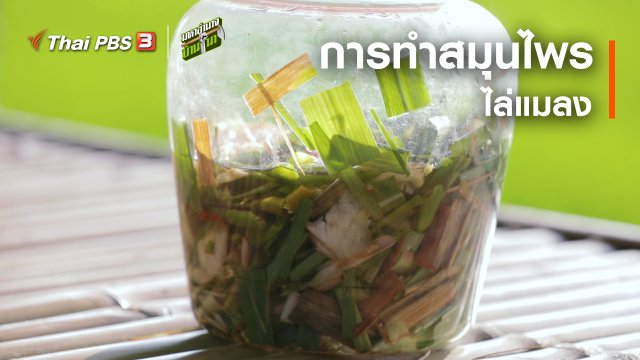 สูตรลับฉบับบ้านนา : การทำสมุนไพรไล่แมลง