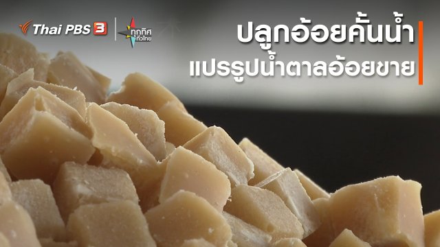 ​ปลูกอ้อยคั้นน้ำแปรรูปน้ำตาลอ้อยขาย จ.นครสวรรค์