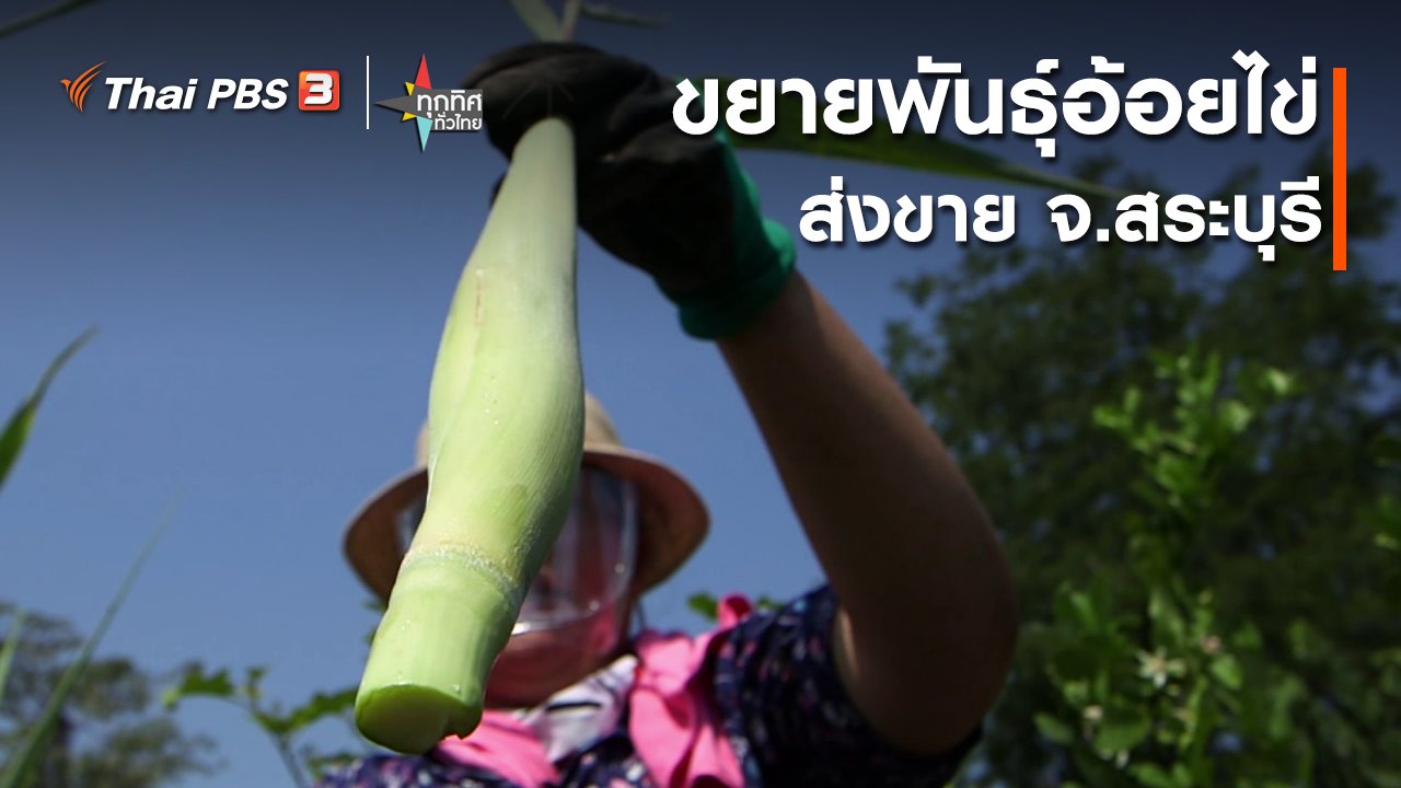 ทุกทิศทั่วไทย - ขยายพันธุ์อ้อยไข่ส่งขาย จ.สระบุรี