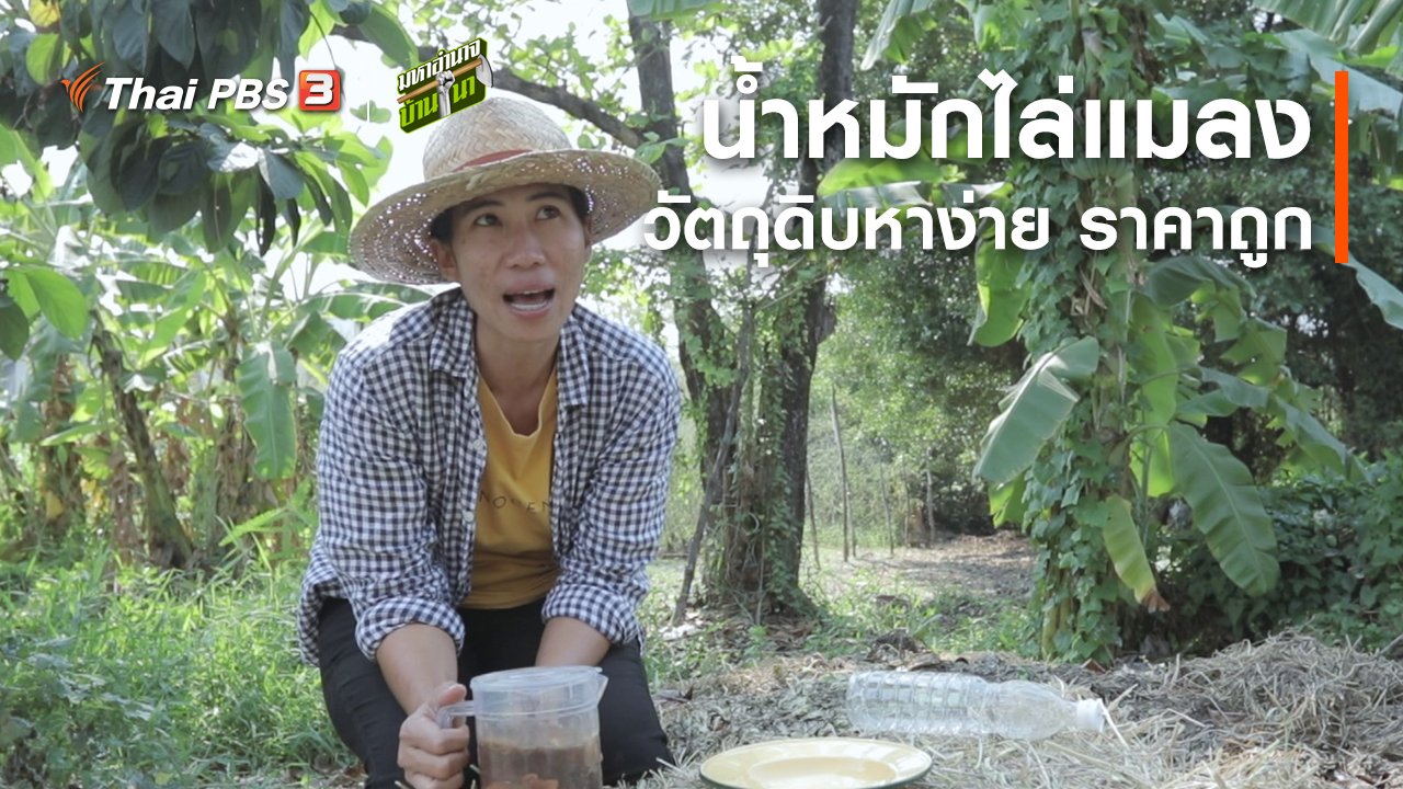 มหาอำนาจบ้านนา - สูตรลับฉบับบ้านนา : น้ำหมักไล่แมลง