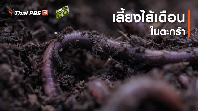 สูตรลับฉบับบ้านนา : เลี้ยงไส้เดือนในตะกร้า