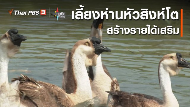 อาชีพทั่วไทย : เลี้ยงห่านหัวสิงห์โตสร้างรายได้เสริม