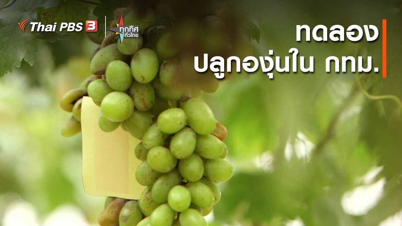 ทุกทิศทั่วไทย - อาชีพทั่วไทย : ทดลองปลูกองุ่นใน กทม.