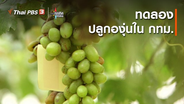อาชีพทั่วไทย : ทดลองปลูกองุ่นใน กทม.