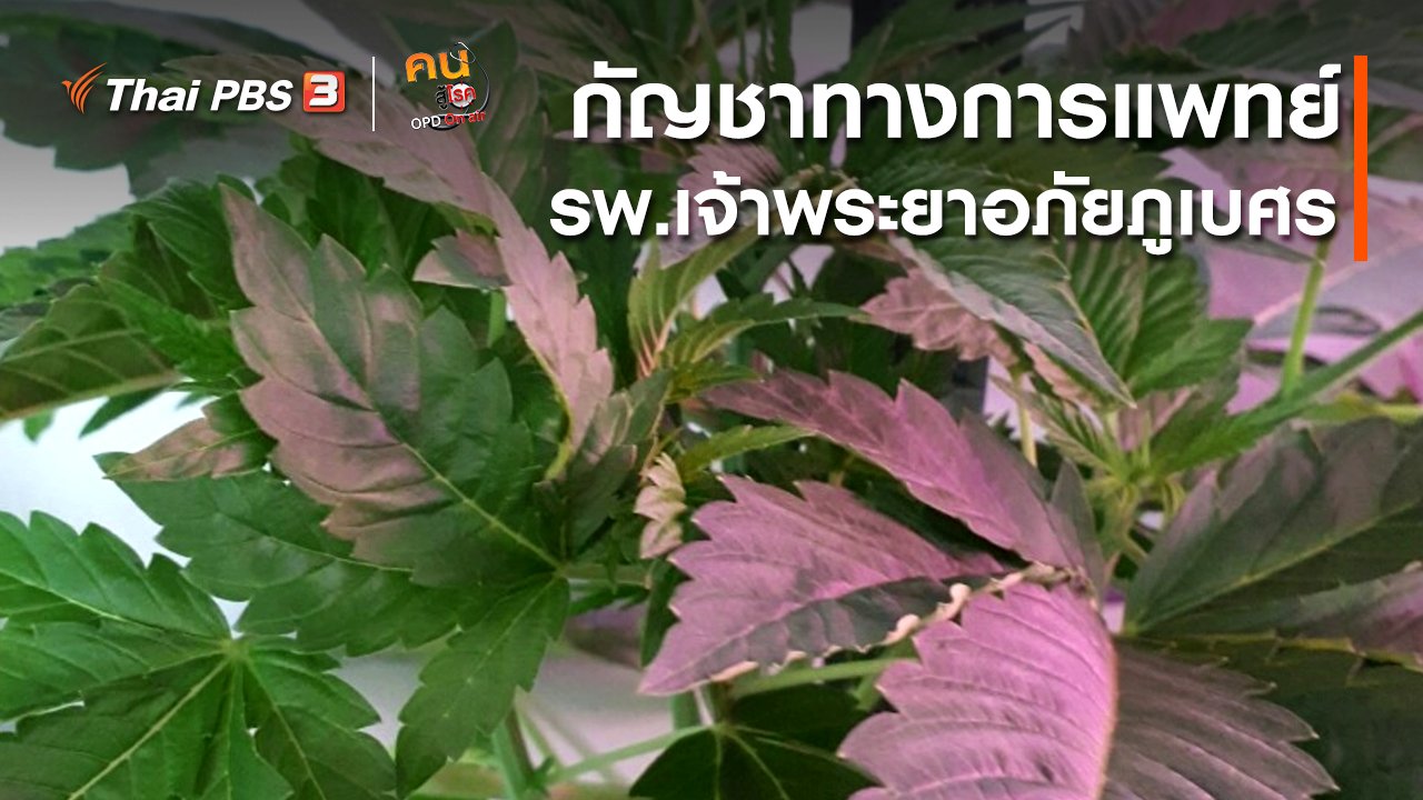 คนสู้โรค - ปรับก่อนป่วย : 1 ปีกัญชาทางการแพทย์ รพ.เจ้าพระยาอภัยภูเบศร