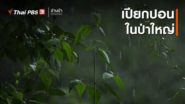 ส่องธรรมชาติ : เปียกปอนในป่าใหญ่