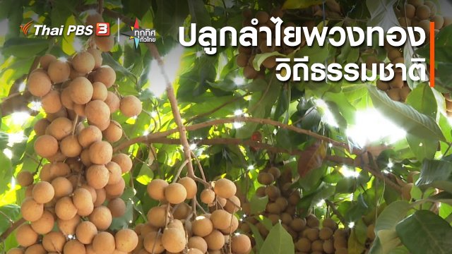 อาชีพทั่วไทย : ปลูกลำไยพวงทองวิถีธรรมชาติ จ.กาญจนบุรี