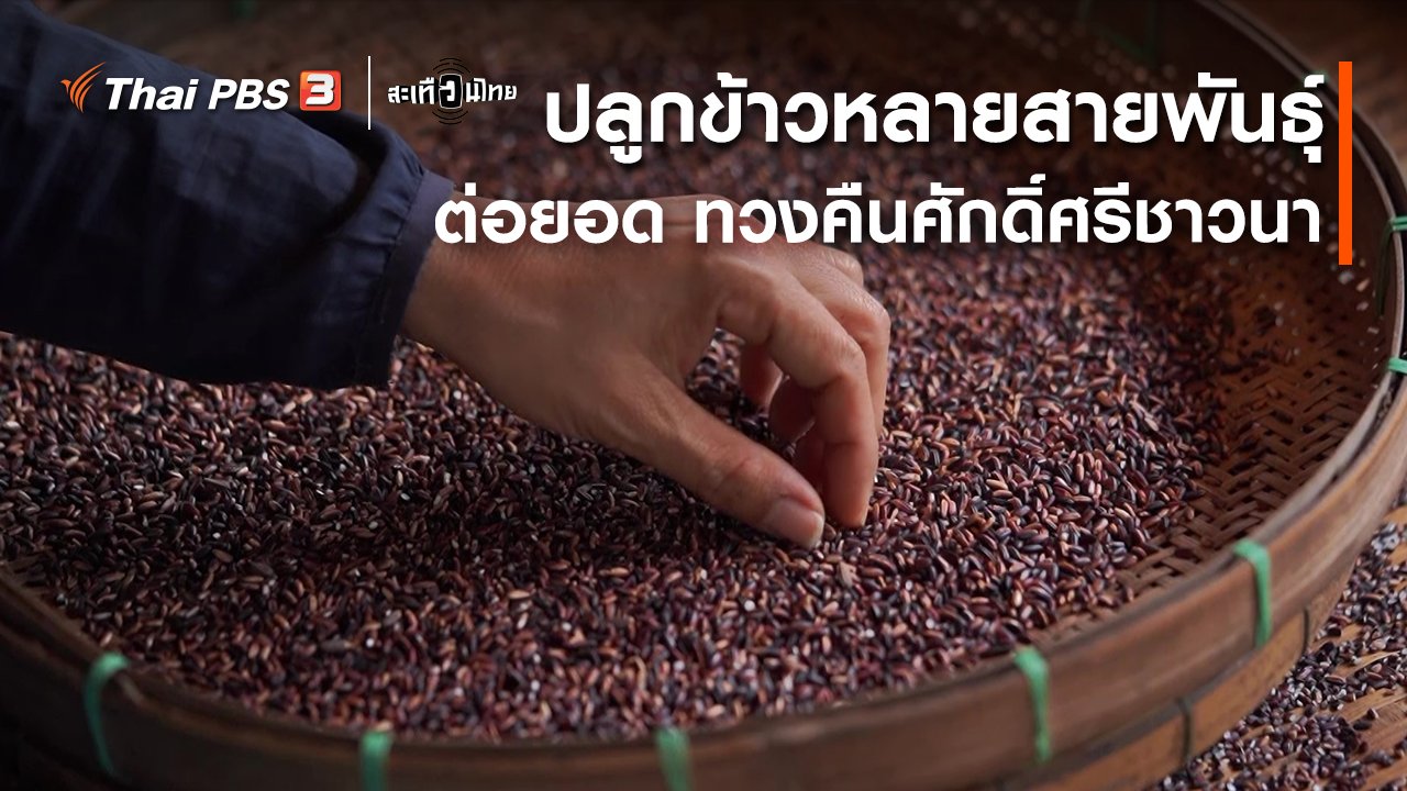 สะเทือนไทย - ปลูกข้าวหลายสายพันธุ์ ต่อยอด ทวงคืนศักดิ์ศรีชาวนา
