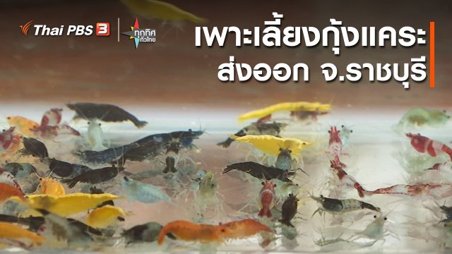 อาชีพทั่วไทย : เพาะเลี้ยงกุ้งแคระส่งออก จ.ราชบุรี