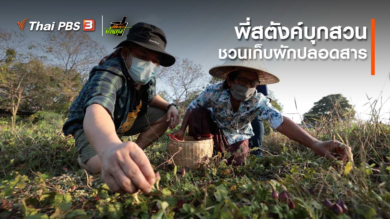 ภัตตาคารบ้านทุ่ง - คลิปบ้านทุ่ง : พี่สตังค์บุกสวน ชวนเก็บผักปลอดสาร
