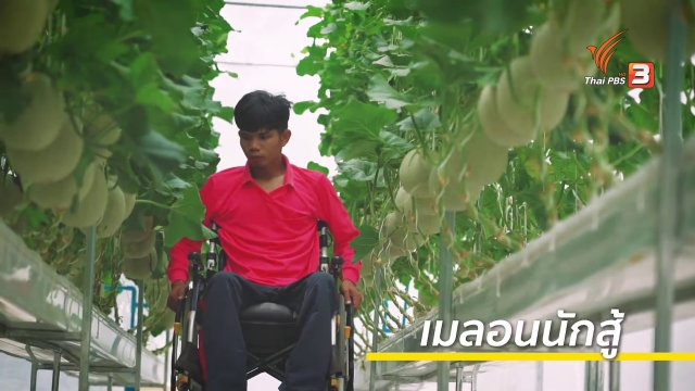 ดอกผลของความยั่งยืน : เกษตรกรนักสู้ ปลูกเมลอนสร้างรายได้