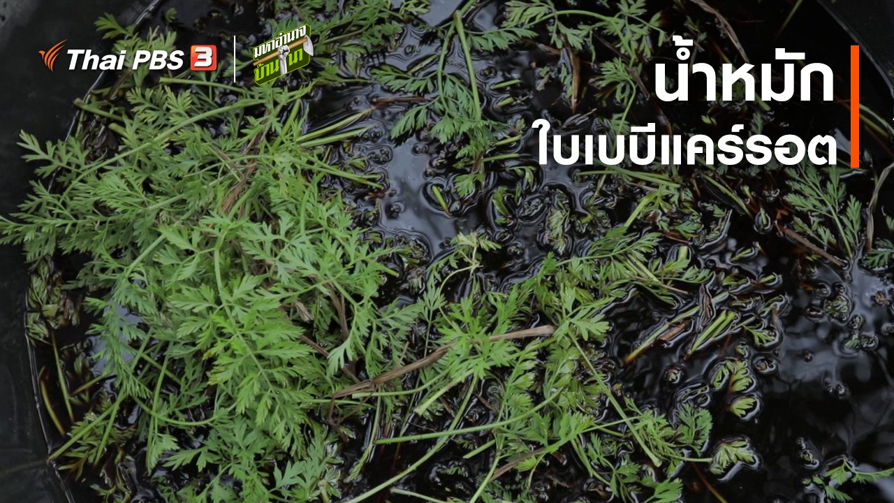 มหาอำนาจบ้านนา - สูตรลับฉบับบ้านนา : น้ำหมักใบเบบีแคร์รอต