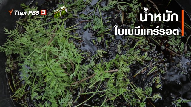 สูตรลับฉบับบ้านนา : น้ำหมักใบเบบีแคร์รอต