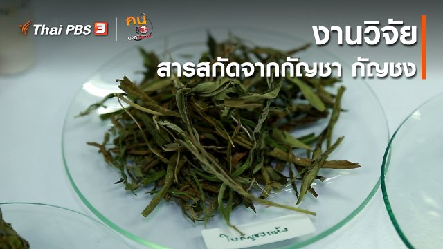 ​ปรับก่อนป่วย : งานวิจัยสารสกัดจากกัญชา กัญชง