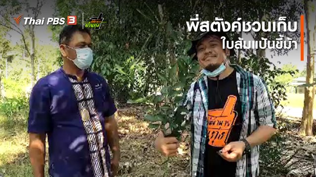 คลิปบ้านทุ่ง : พี่สตังค์ชวนเก็บ “ใบส้มแป้นขี้ม้า”