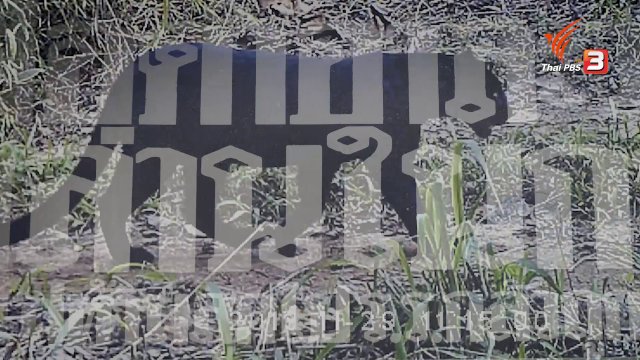 เสือดำอาละวาดพล่านในกรุง